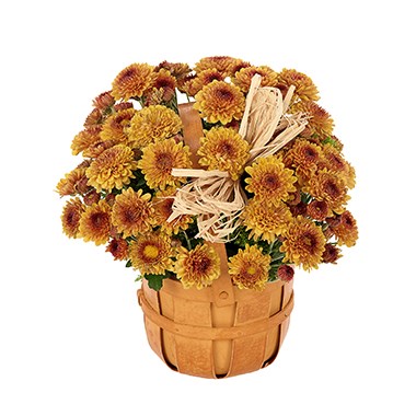 Bronze Mum Bushel Basket